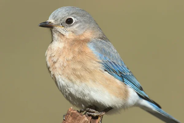 Kvinnliga östra bluebird — Stockfoto