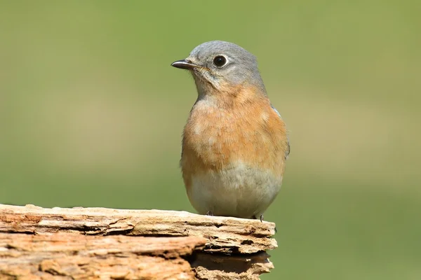 Kadın Doğu bluebird — Stok fotoğraf