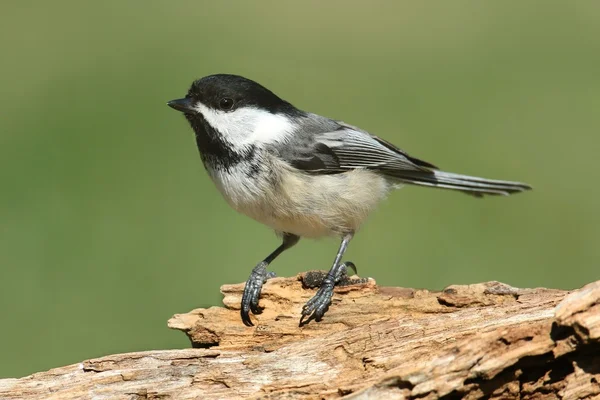 Chickadee på en gren — Stockfoto