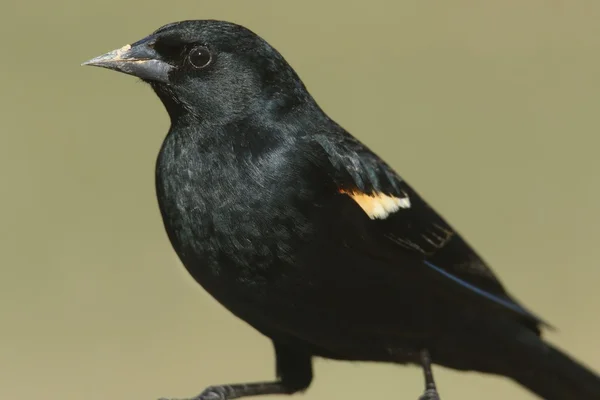 Pájaro negro de alas rojas macho (Agelaius phoeniceus) — Foto de Stock