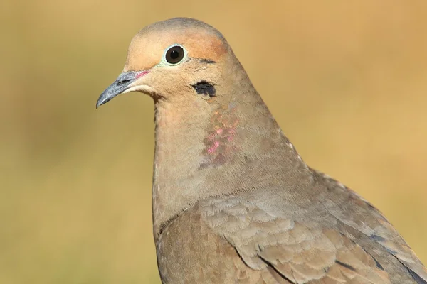 Trauertaube (zenaida macroura)) — Stockfoto