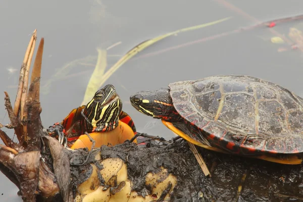 Tartarughe dipinte (Chrysemys picta ) — Foto Stock