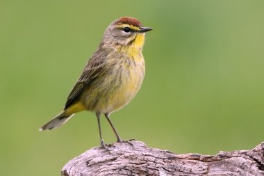 Palm Warbler (dendroica palmarum) clipart