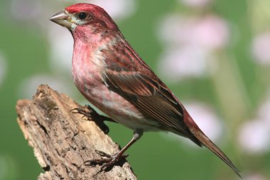 Mor Finch (Carpodacus purpureus)