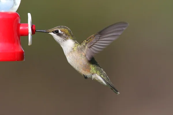 மகளிர் ரூபி கழுத்து கொலிம்பிக் பறவை (archilochus colubris) ) — ஸ்டாக் புகைப்படம்