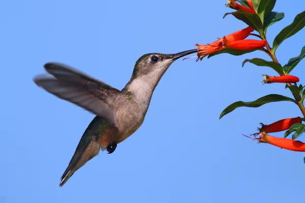 Ruby - Vitstrupig Hummingbird på en cigarr blomma — Stockfoto