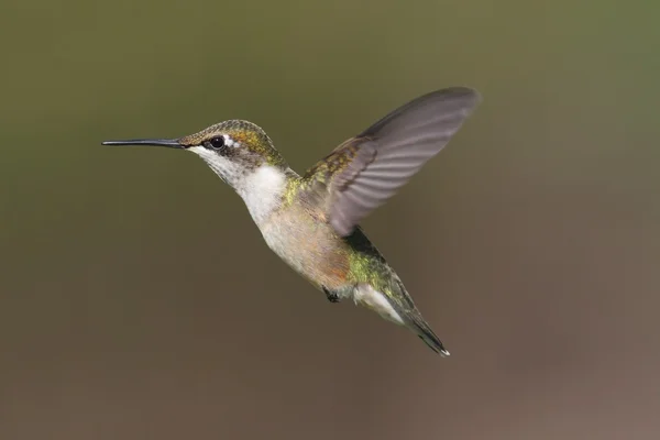 Colibrì dalla gola rubino femminile (archilochus colubris ) — Foto Stock