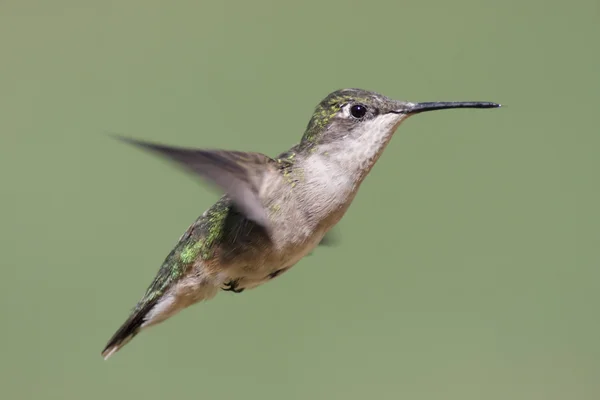 Colibrí con garganta de rubí — Foto de Stock