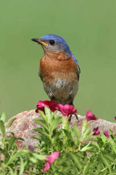 Erkek Doğu bluebird — Stok fotoğraf