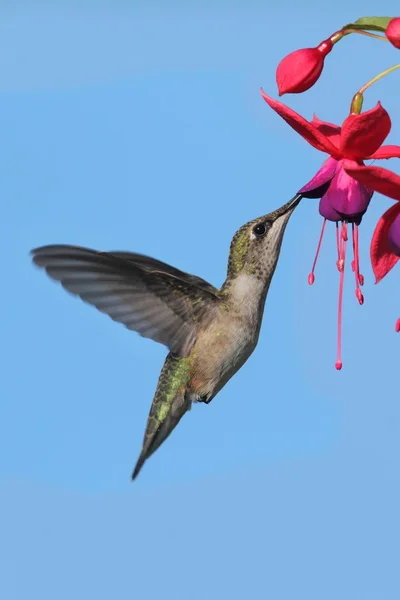 红宝石-throated 蜂鸟 — 图库照片