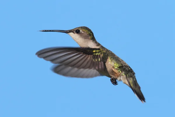 Ruby - throated hummingbird — Zdjęcie stockowe