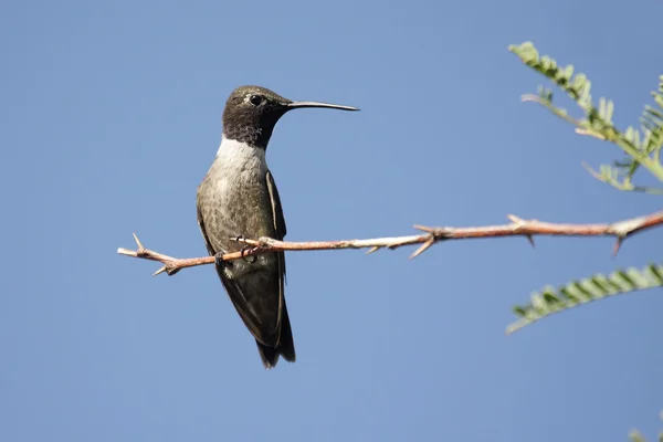 Czarnobrody czarny koliber (Archilochus alexandri) — Zdjęcie stockowe