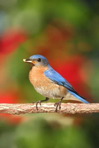 Uccello azzurro orientale (Sialia sialis ) — Foto Stock