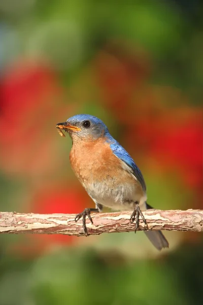 Uccello azzurro orientale (Sialia sialis ) — Foto Stock
