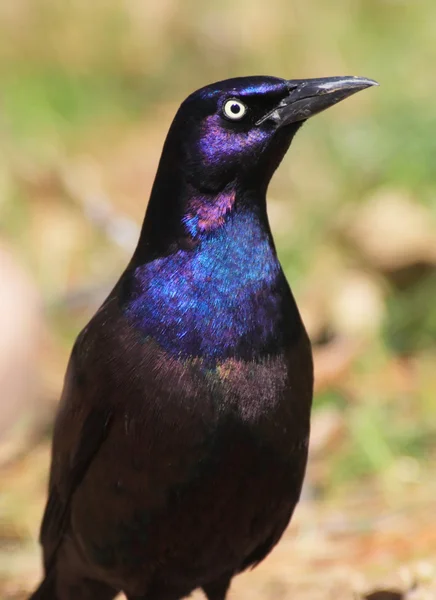 Gewone Grackle (quiscalus quiscula) — Stockfoto