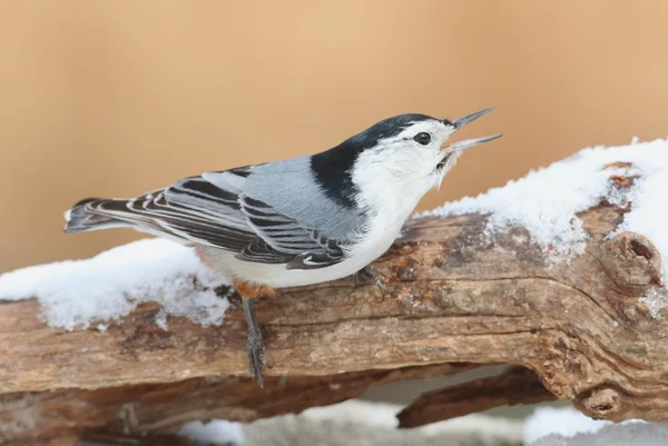 White-breasted Nuthatch (sitta carolinensis) in snow — Stock Photo, Image