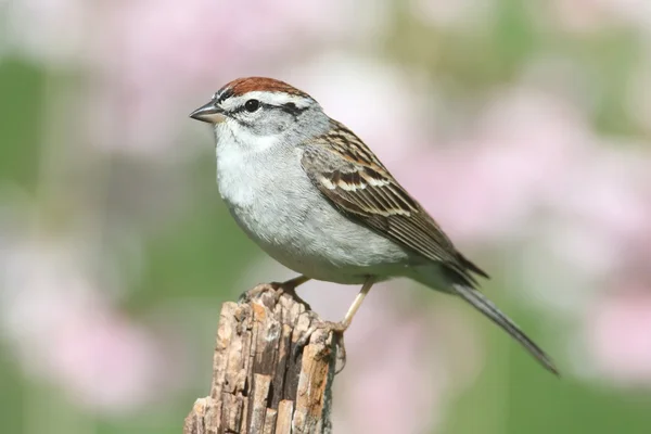 Mus op een zitstok met een kleurrijke achtergrond — Stockfoto