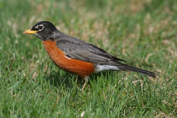 Robin americano (Turdus migratorius) — Foto Stock