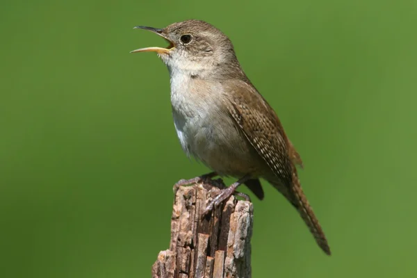 House Wren Singing — Stock Photo, Image