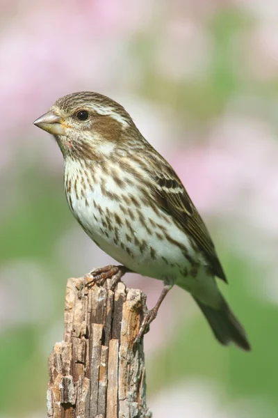 Méné pourpre (Carpodacus purpureus) ) — Photo