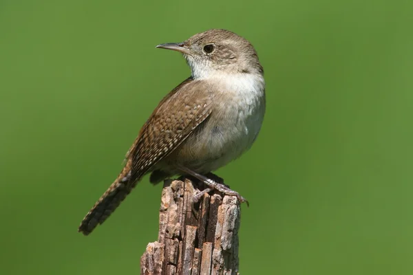 Dům střízlík (troglodytes aedon) — Stock fotografie