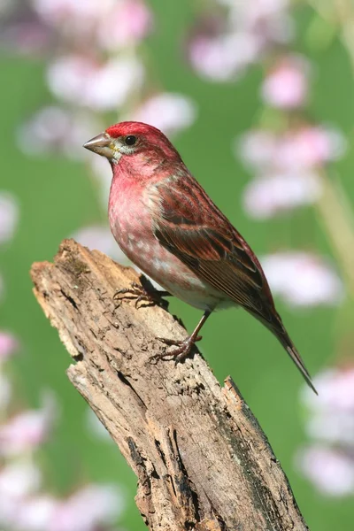 Purple Finch (Carpodacus purpureus) — Stock Photo, Image