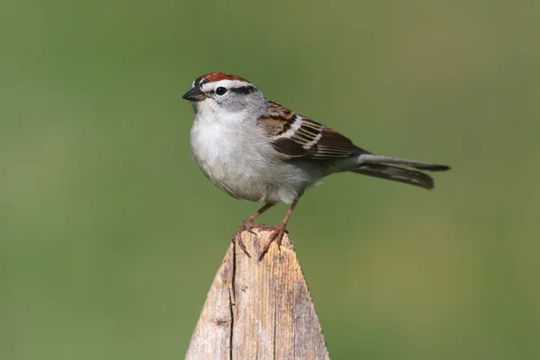 Sparrow on a perch with a colorful background — Stock Photo, Image