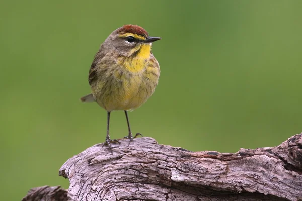 Palm Warbler (dendroica palmarum) ) — стоковое фото