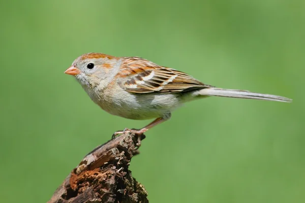 Alan serçe (Spizella pusilla) üstünde A şube — Stok fotoğraf