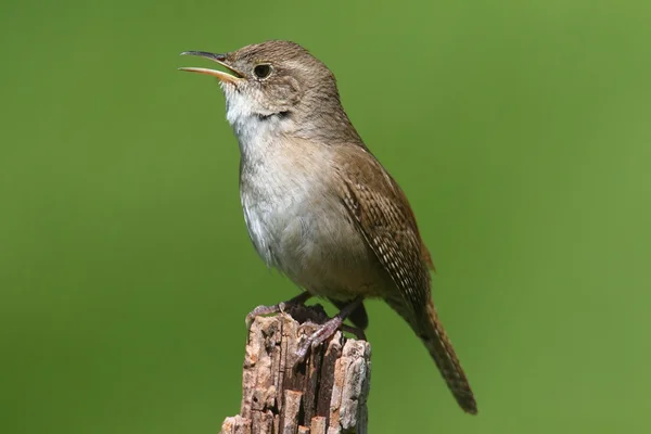 Hus wren sång — Stockfoto