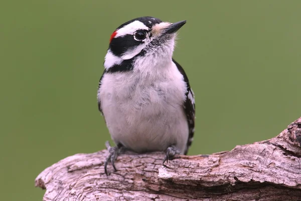 Molyhos harkály (Picoides pubescens) — Stock Fotó