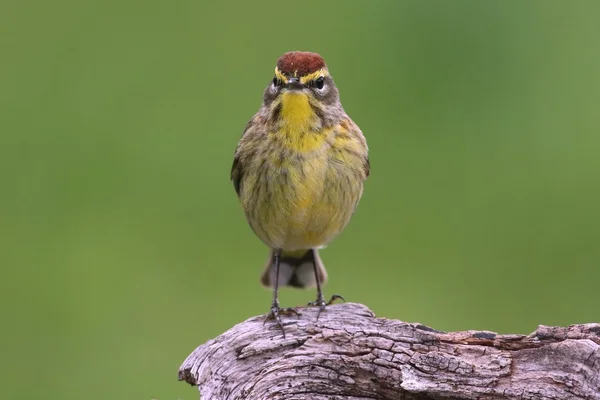 パーム ウグイス (dendroica palmarum) — ストック写真