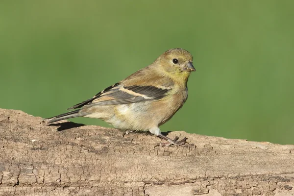 Amerikaanse distelvink (Carduelis tristis) — Stockfoto