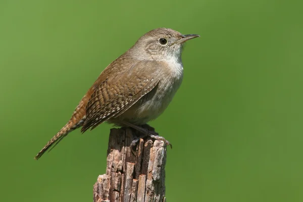 Hus Wren (troglodytter aedon) - Stock-foto