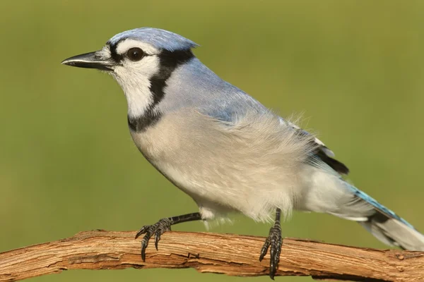 Niebieski Jay (corvid cyjanocitta) — Zdjęcie stockowe