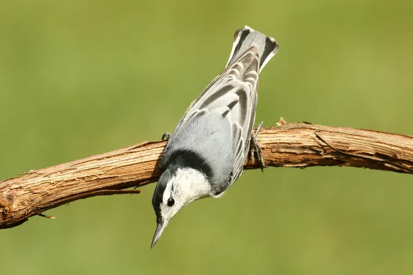 Nuthatch On A Branch — Stock Photo, Image