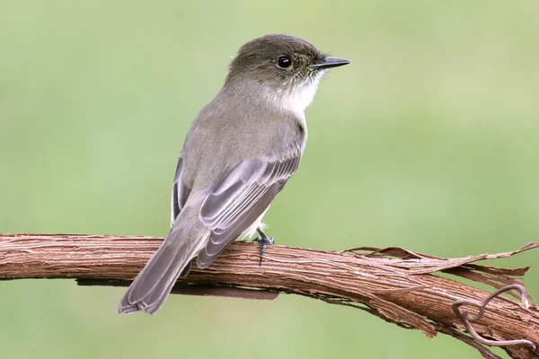 东菲比(sayornis phoebe)) — 图库照片