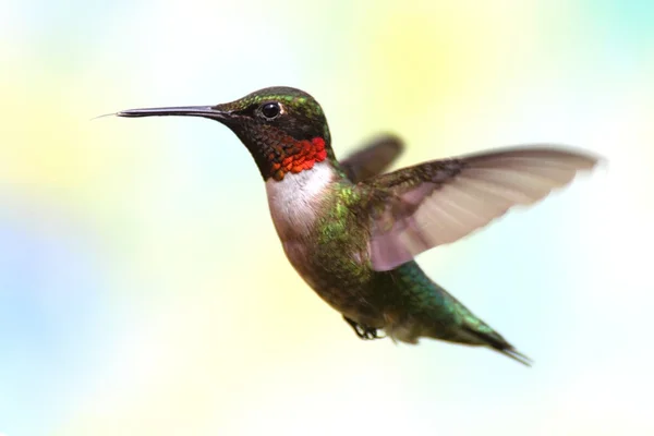 Рубиногорлый колибри в полёте Лицензионные Стоковые Изображения