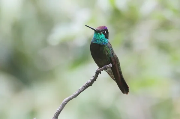 Magnífico Colibrí (Eugenes fulgens ) Imagen de archivo