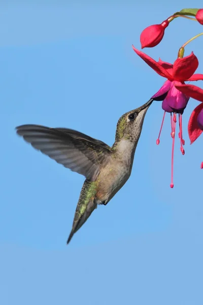 Colibrí con garganta de rubí Imagen de stock