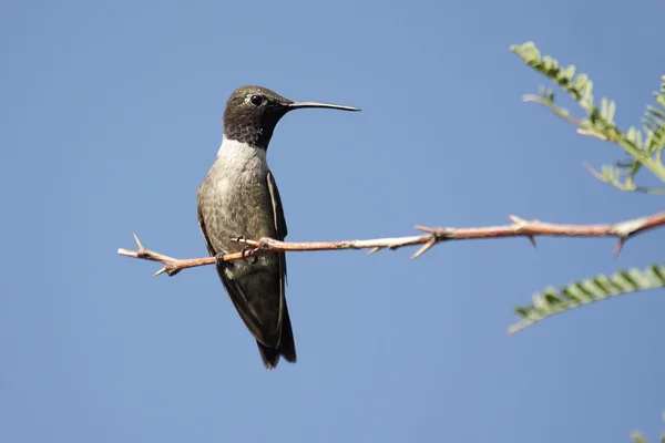 Feketetorkú kolibri (Archilochus alexandri) Jogdíjmentes Stock Fotók