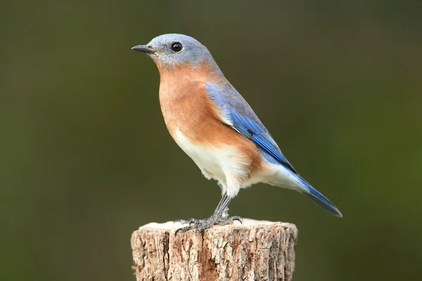 Pájaro azul oriental hembra (Sialia sialis ) Fotos de stock
