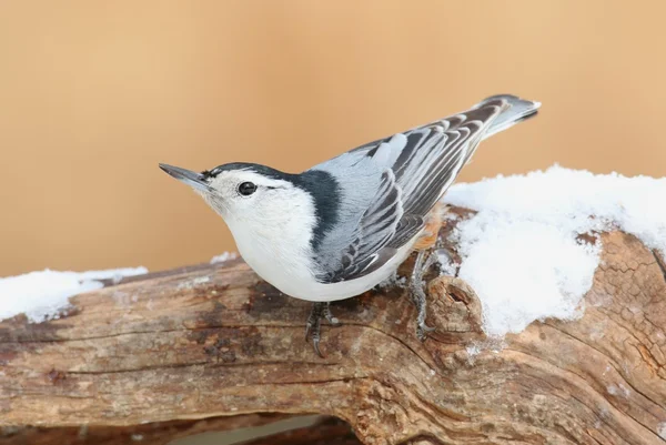 Nuthatch de pecho blanco (sitta carolinensis) en nieve Fotos de stock