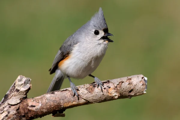 Titmouse en un palo Fotos de stock libres de derechos