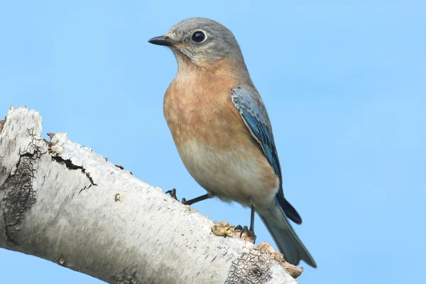 Weibchen des östlichen Blauvogels (sialia sialis)) — Stockfoto