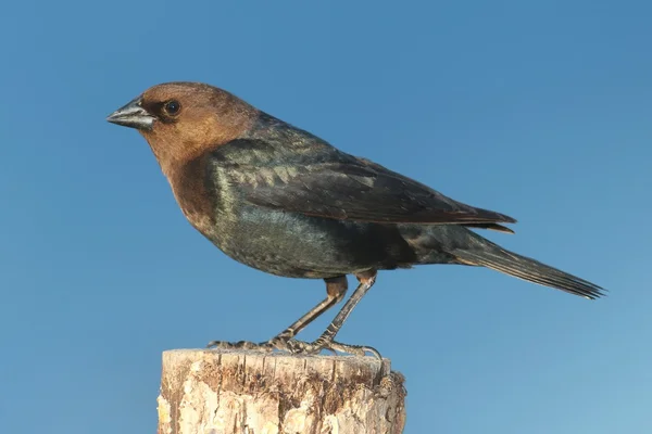 Bir levrek üzerinde erkek cowbird — Stok fotoğraf