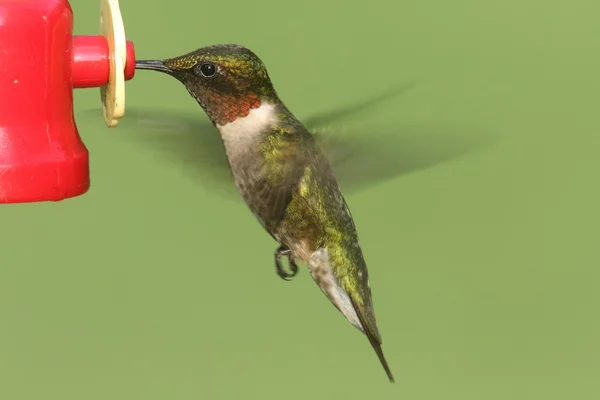 Mužské kolibřík rubínohrdlý (Archilochovi colubris) — Stock fotografie