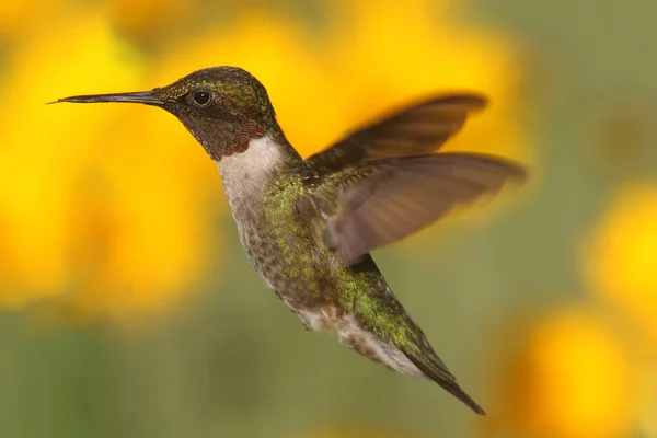 Yakut boğazlı sinekkuşu (Archilochus colubris) — Stok fotoğraf