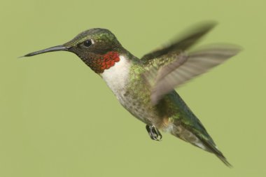 Yakut boğazlı sinekkuşu (Archilochus colubris)