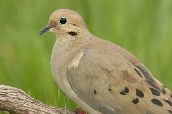 Meratapi Merpati (zenaida macroura) — Stok Foto